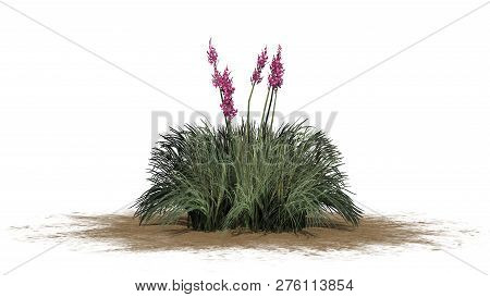 Red Yucca On A Sand Area  - Isolated On White Background - 3d Illustration