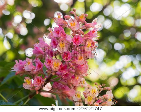 Beautiful Detail Of Pink Blossom Of Horse-chestnut Tree On A Sunny Day.
