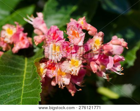 Beautiful Detail Of Pink Blossom Of Horse-chestnut Tree On A Sunny Day.