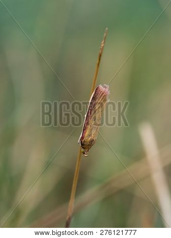 Oncocera Semirubella Sitting On A Grass, It Is A Small Moth Of The Family Pyralidae. It Is Found In 