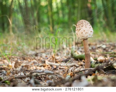 Young Parasol Mushroom (macrolepiota Procera Or Lepiota Procera) Growing In The Wood