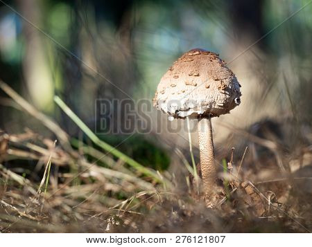 Young Parasol Mushroom (macrolepiota Procera Or Lepiota Procera) Growing In The Wood