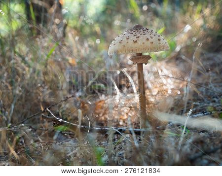 Young Parasol Mushroom (macrolepiota Procera Or Lepiota Procera) Growing In The Wood