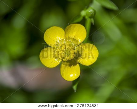 Buttercup Yellow Flower Top View, Rear Green In Beam Of Light
