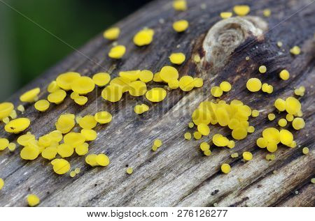 Lemon Disco - Bisporella Citrina 
A Common Wood Rotting Fungus