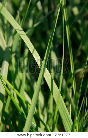 Gras