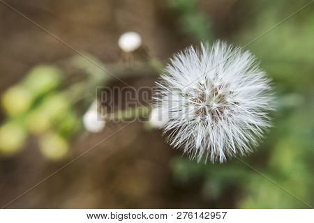 The Fruit Of The Common Groundsel Close-up On The Background Of Inflorescences Fluffy Flower