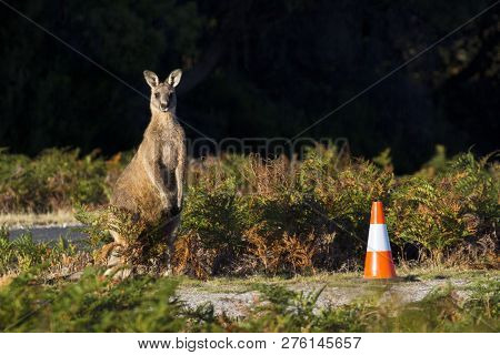 Kangaroo Near Tarmac Road After Crossing It To The Nearby Forest.