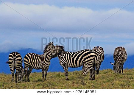 : Group Of Striped Zebras Grazing Early Morning At Ngorongoro Crater