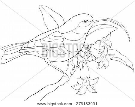 Download Cute Hummingbird On Vector Photo Free Trial Bigstock