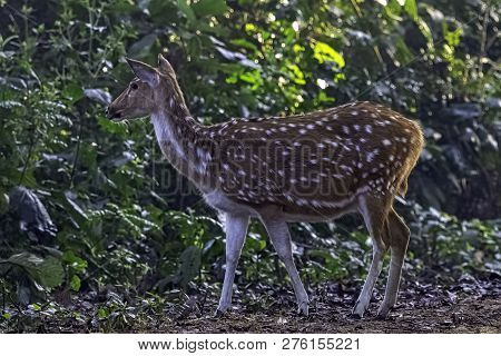 Chital Or Cheetal (axis Axis), Also Known As Spotted Deer Or Axis Deer Female In Jim Corbett Nationa