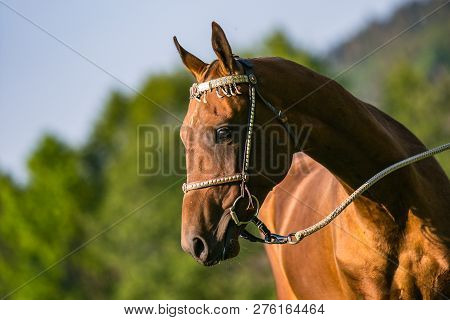 Portrait Of Young Aristocratic Chestnut Stallion Of Akhal Teke Horse Breed Standing On Pasture With 
