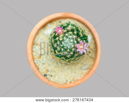 Cactus Mammillaria Schiedeana. (this Has Clipping Path)