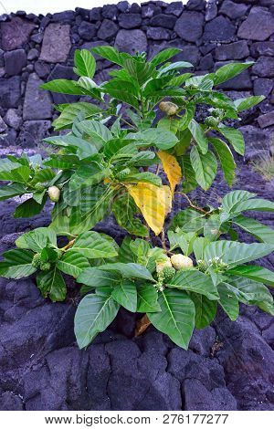 Green Noni Plant And Fruits Also Known As Morinda Citrifolia