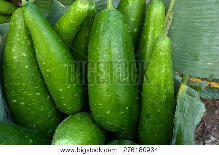 Close Up Of Some Beautiful Green Laukis, Calabash, Bottle Gourd, Or White-flowered Gourd, Lagenaria 