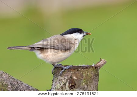 Little Coal Tit Wildbird Perched On A Wooden Stump. Beautifully Detailed Close Up Against A Green Ba