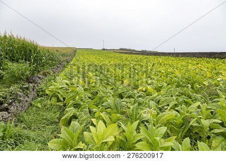 A Massive Field Of Tobacco Outside The Town Of Ribeira Grande On Sao Miguel.