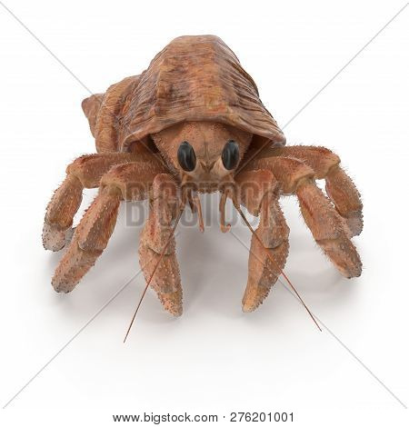 Hermit Crab Crawling Pose On White Background 3d Illustration Isolated