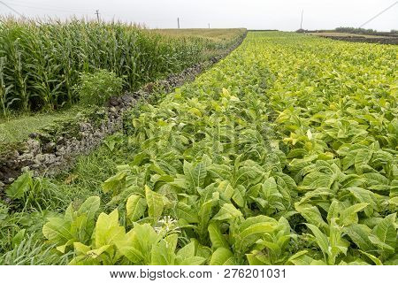 A Tobacco Field On The Island Of Sao Miguel In Portugal.