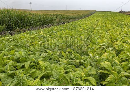 Tobacco Growing Next A Corn Field Near Ribeira Grande On Sao Miguel In The Azores.