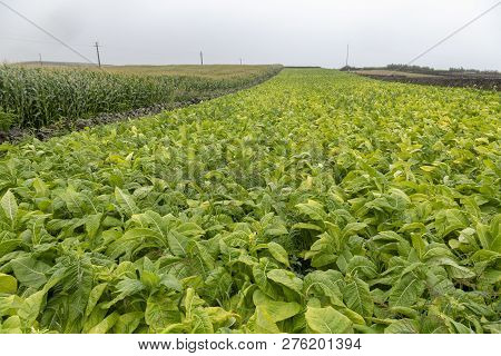 A Tobacco Field Growing In The Warm Climate Of Sao Miguel Island In The Azores, Portugal.