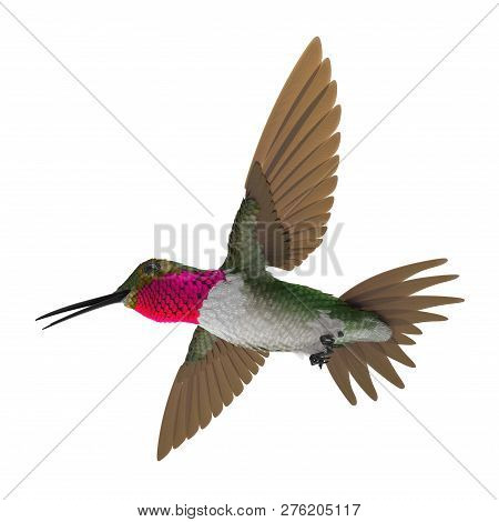 Broad Tailed Hummingbird Flying Pose 3d Illustration Isolated