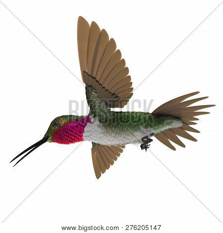 Broad Tailed Hummingbird Flying Pose 3d Illustration Isolated