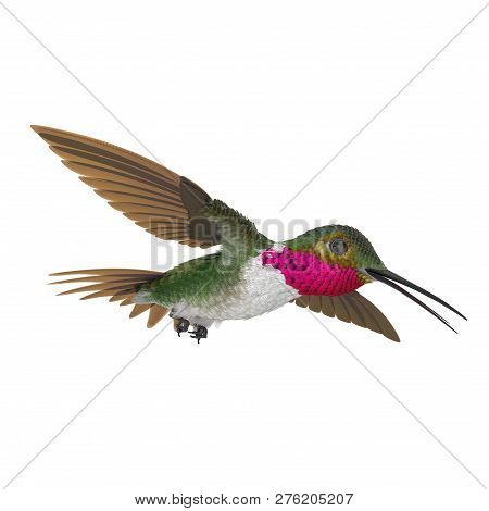 Broad Tailed Hummingbird Flying Pose 3d Illustration Isolated