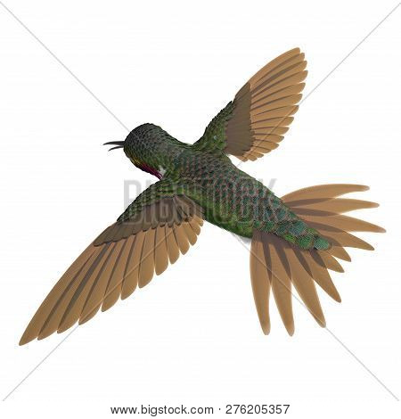 Broad Tailed Hummingbird Flying Pose 3d Illustration Isolated