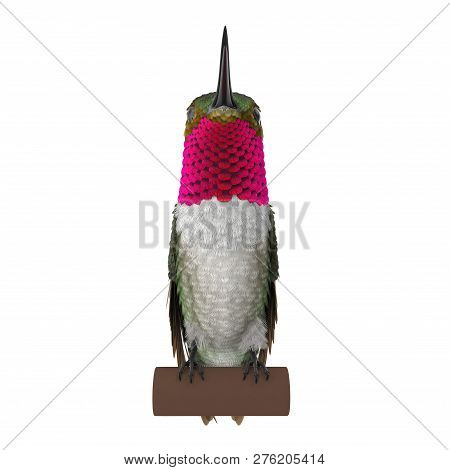 Broad Tailed Hummingbird Sitting On Branch 3d Illustration Isolated