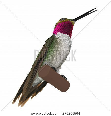 Broad Tailed Hummingbird Sitting On Branch 3d Illustration Isolated