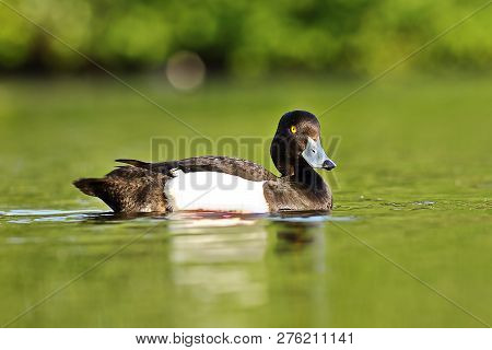 Cute Tufted Duck Drake ( Aythya Fuligula ) Swimming On Lake Surface