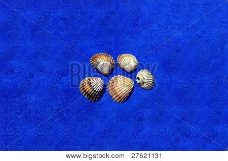 Image Of Seashells