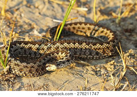 Full Length Moldavian Meadow Viper ( Vipera Ursinii Moldavina ); Aggressive Female Ready To Strike