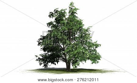Korean Stewartia Tree On A Green Area - Separated On White Background - 3d Illustration