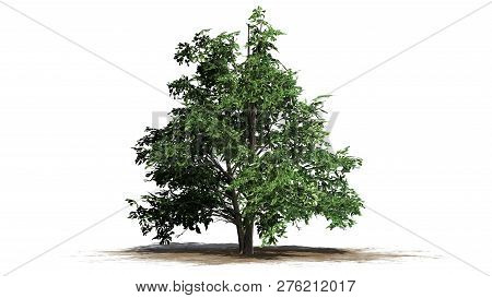 Korean Stewartia Tree On A Sand Area - Separated On White Background - 3d Illustration