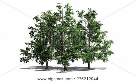 Korean Stewartia Tree Cluster With Shadow - Separated On White Background - 3d Illustration