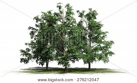 Korean Stewartia Tree Cluster On A Green Area - Separated On White Background - 3d Illustration