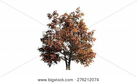 Korean Stewartia Tree Fall - Separated On White Background - 3d Illustration