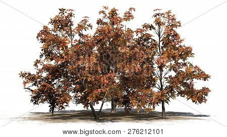 Korean Stewartia Tree Cluster Fall On A Sand Area - Separated On White Background - 3d Illustration