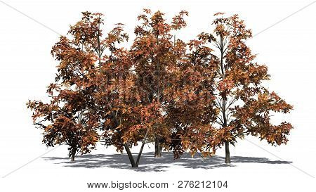 Korean Stewartia Tree Cluster Fall With Shadow - Separated On White Background - 3d Illustration