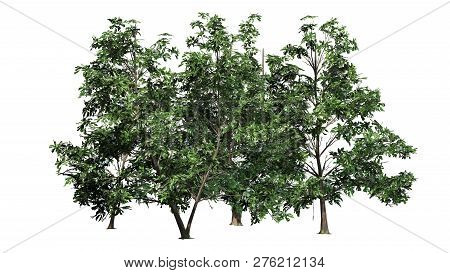 Korean Stewartia Tree Cluster Spring - Separated On White Background - 3d Illustration