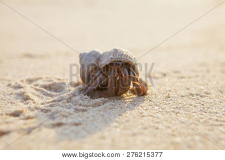 Hermit Crab Get Out From Shell To Explores The Environment In Local Seychelle Beach