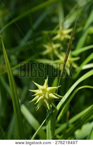 Grays Sedge - Latin Name - Carex Grayi