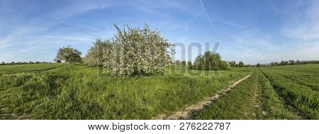 Blooming Apple Trees On Green Meadow In Spring