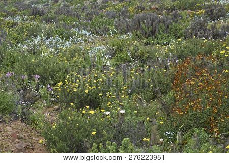 Flowers In The Atacama Desert After Unusual Rain In The Atacama Desert Near Copiapo, In Northern Chi