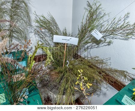 Clanwilliam, South Africa, August 28, 2018: A Rooibos Tea Plant At The Yearly Wild Flower Show Insid
