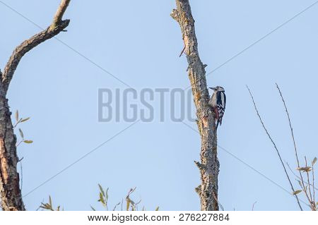 Great Spotted Woodpecker On Tree (dendrocopos Major)