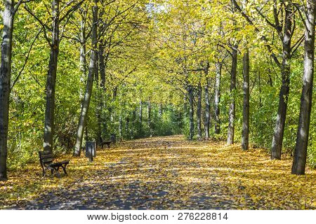 Beautiful Trees In Indian Summer Colors In The Grueneburg Park In Frankfurt
