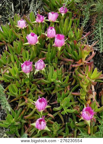 Ice Plant Flower (carpobrotus Chilensis), Which Is An Invasive Plant Spreader From South Africa To S